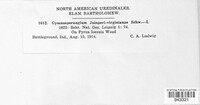 Gymnosporangium juniperi-virginianae image